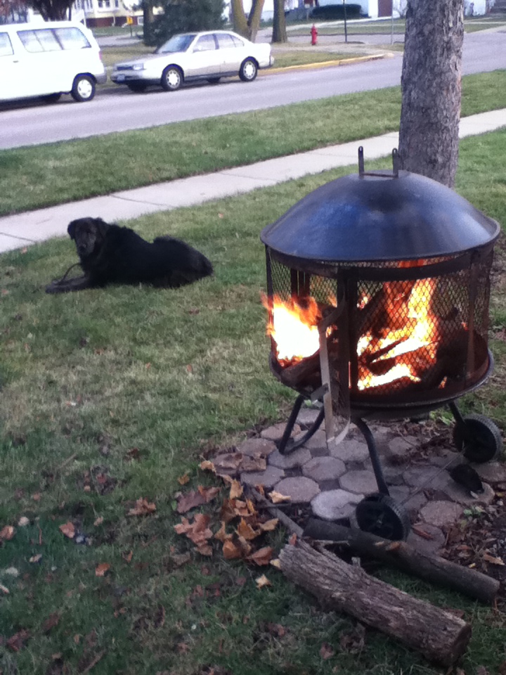 dog by the fire