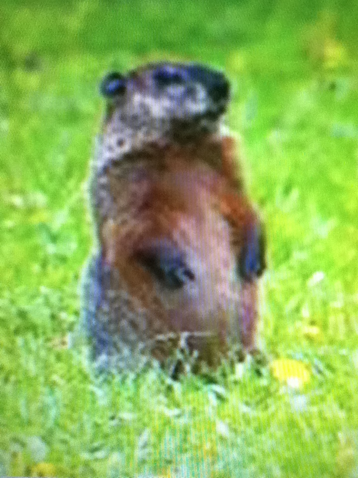 groundhog