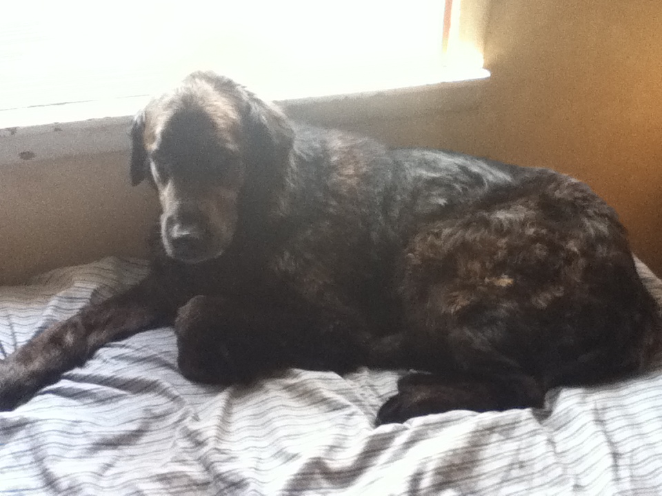 sammy hair cut