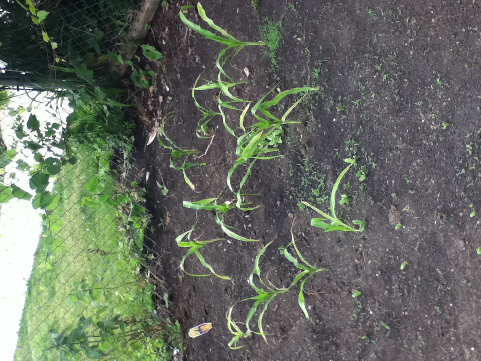 corn