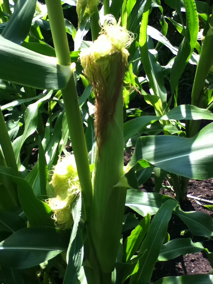 corn ear